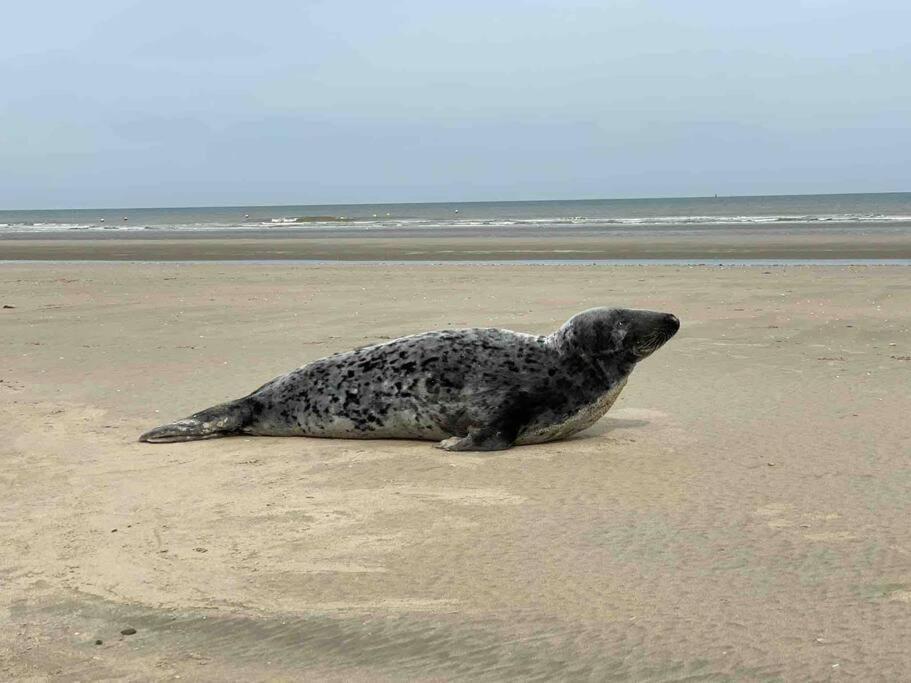 Face A La Mer, Appartement Rdc Bray Dunes Екстер'єр фото